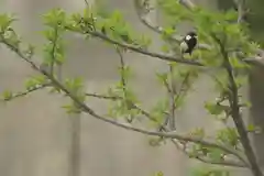 宝光寺の動物