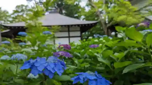 真正極楽寺（真如堂）(京都府)