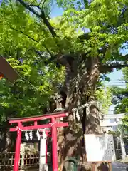 新田神社の自然