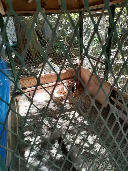 大宮八幡宮の動物