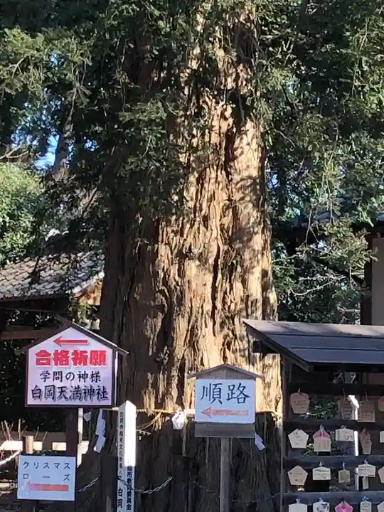 白岡八幡神社の自然