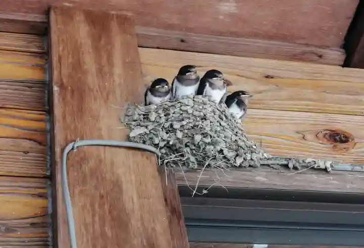 薬師寺(大阪府)