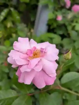 田端神社(東京都)