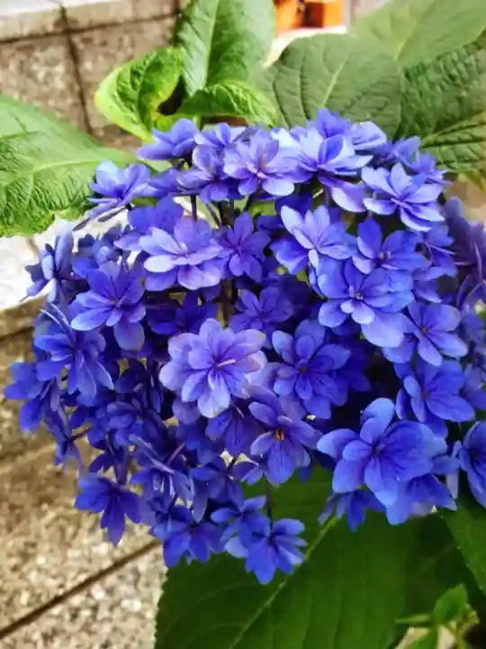 十番稲荷神社(東京都)