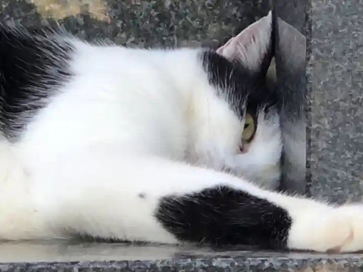 王子神社の動物