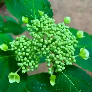 滑川神社 - 仕事と子どもの守り神の自然(2020年06月15日(月) 11時36分49秒投稿)