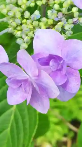 持寳院(多氣山不動尊)の自然