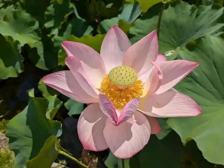 岩井八坂神社(茨城県)