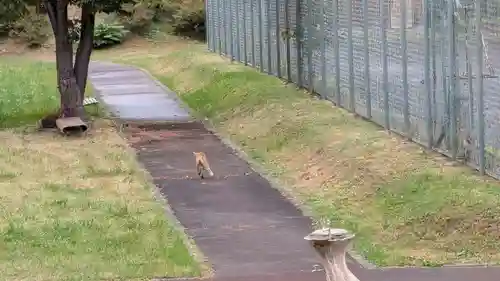 安国神社の動物
