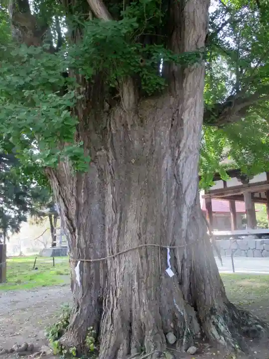 新宮熊野神社の自然