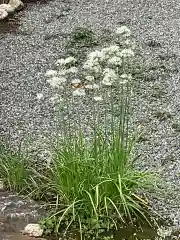 無量寺の自然