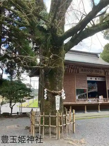 豊玉姫神社(鹿児島県)