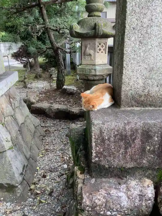 御井神社の動物