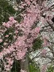 阿佐ヶ谷神明宮の自然