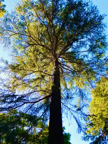 蛟蝄神社奥の宮(茨城県)