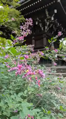 真正極楽寺(真如堂)(京都府)