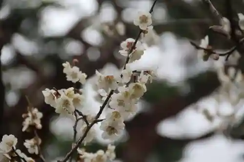 開成山大神宮の自然