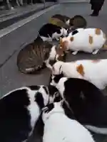 御誕生寺(猫寺)(福井県)