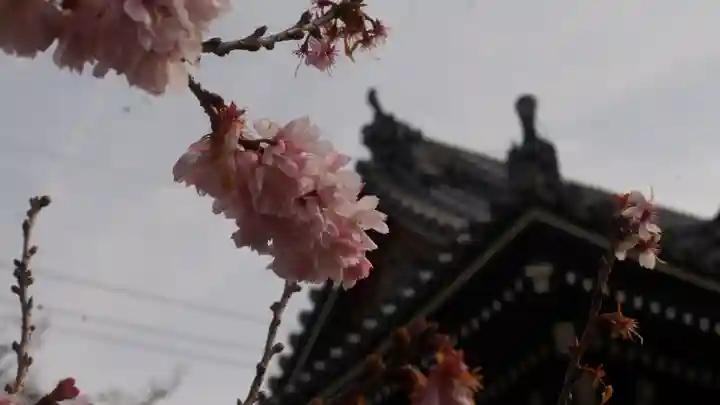 妙蓮寺(京都府)