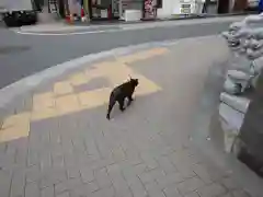 讃岐小白稲荷神社の動物