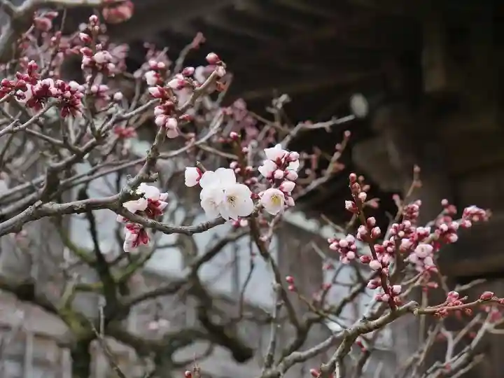 極楽寺(霊鷲山感應院極楽律寺)の自然