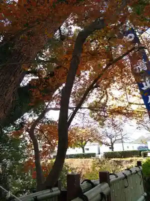 加藤神社の自然