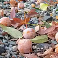 阿邪訶根神社(福島県)