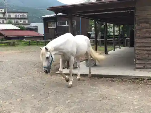 小室浅間神社の動物