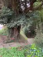 新福寺(千葉県)