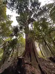 高田山口神社の自然