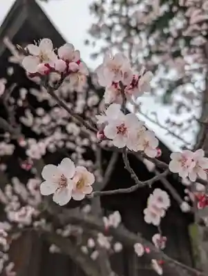 鳥谷崎神社(岩手県)