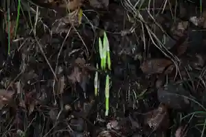 国宝 大法寺の自然(2020年09月10日(木) 10時51分06秒投稿)