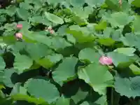 鶴岡八幡宮の自然