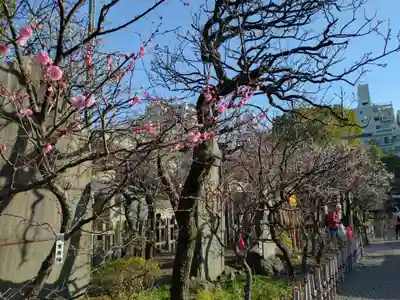 亀戸天神社(東京都)