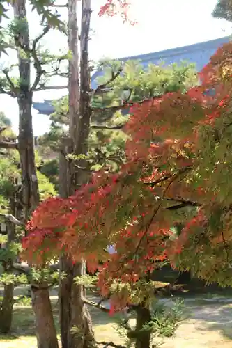 仁和寺の自然