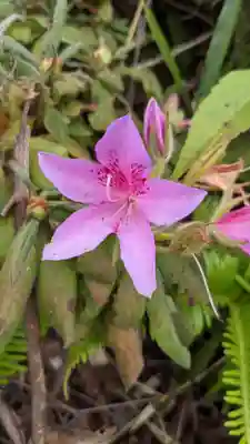 舌根寺廃寺・力寿の桜の自然