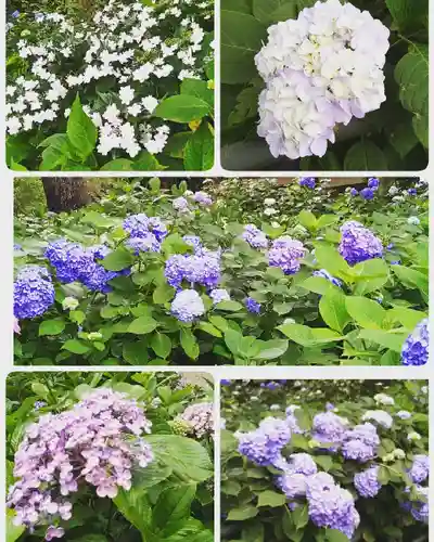 藤森神社(京都府)