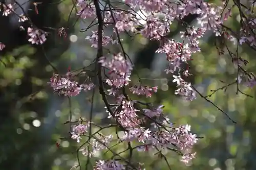 阿久津「田村神社」（郡山市阿久津町）旧社名：伊豆箱根三嶋三社の庭園