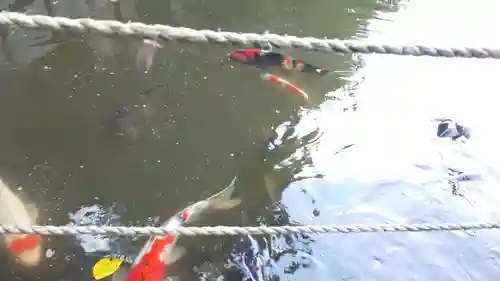 稗田野神社(薭田野神社)の動物