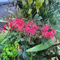 秩父札所十三番 慈眼寺(埼玉県)