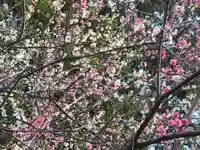 男山八幡宮の自然