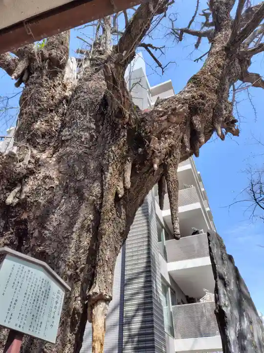品川寺(東京都)