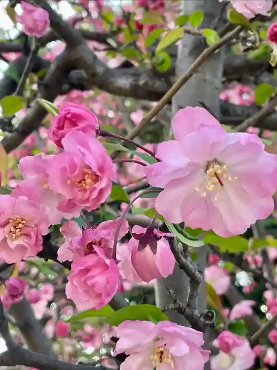 潮田神社の{uncategorized: "未分類", other: "その他", undefined: "問題あり", building: "その他建物", grave: "お墓", sacred_gate: "鳥居", guardian: "狛犬", statue: "像", buddha: "仏像", history: "歴史", nature: "自然", garden: "庭園", animal: "動物", pagoda: "塔", temizu: "手水舎", mountain_gate: "山門・神門", sanctuary: "本殿・本堂", subordinate: "末社・摂社", art: "芸術", scenery: "景色", jizo: "地蔵", ema: "絵馬", goshuin: "御朱印", omikuji: "おみくじ", items: "授与品その他", amulet: "お守り", goshuincho: "御朱印帳", eats: "食事", festival: "お祭り", votive_dance: "神楽", shichigosan: "七五三参", wedding: "結婚式", experience: "体験その他", initially: "初詣", around: "周辺", anti_infection: "感染症対策"}