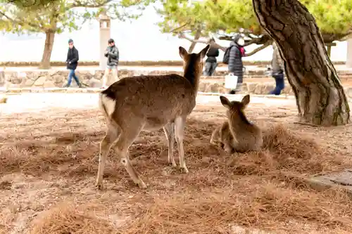厳島神社(広島県)