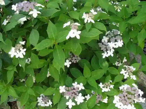 御霊神社の自然