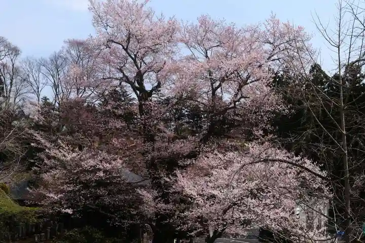 曹洞宗 永松山 龍泉寺の自然