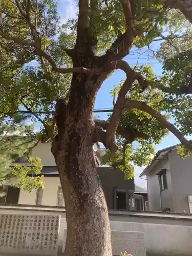 中厳前神社の自然