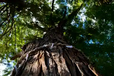 坂本八幡神社の自然
