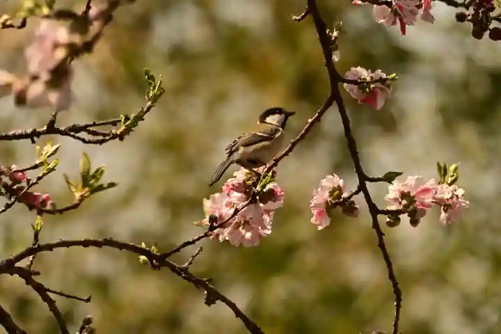祥雲寺(愛媛県)