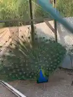 進雄神社の動物